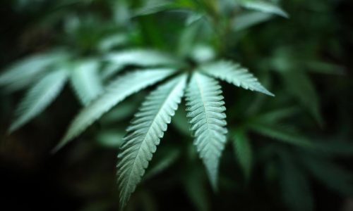 MN Department of Health adds new medical cannabis delivery option