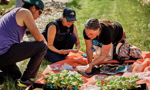 Food sovereignty movement sprouts as bison return to indigenous communities