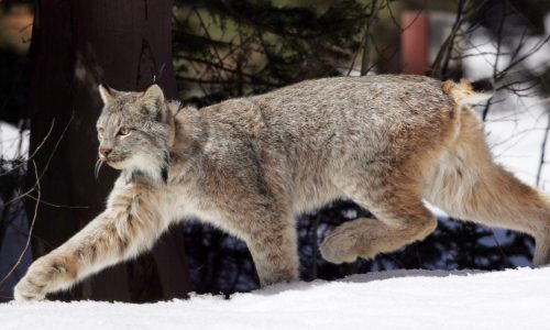 US proposes plan to help the snow-dependent Canada lynx before warming shrinks its habitat