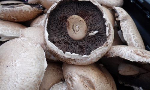 Are Mushrooms Healthy? 8 Negative Effects of Portobello Mushrooms