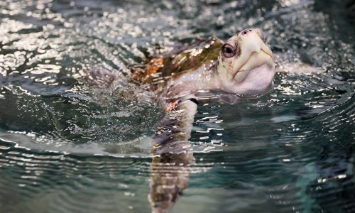 New England Aquarium Sea Turtle Hospital