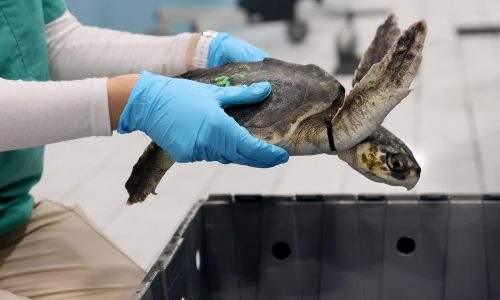 New England Aquarium treats over 200 hypothermic, cold-stunned sea turtles