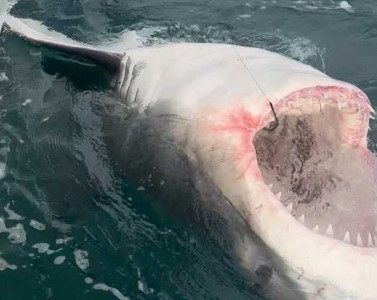 A nearly 3,000-pound ‘giant’ shark was tagged by a Cape Cod researcher: ‘We hit the lottery’