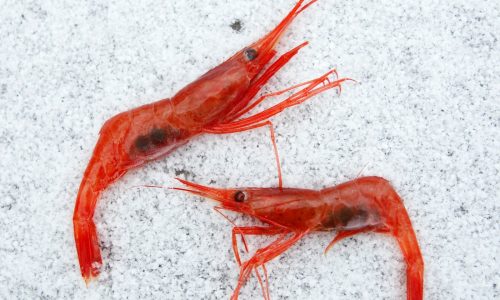 New England’s decades-old shrimp fishery, a victim of climate change, to remain closed indefinitely