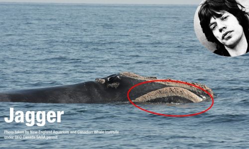 19 North Atlantic right whales get new names: Jagger, Kermit, Marilyn Monroe, Waldo among group