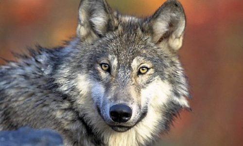 New Minnesota deer hunting group to hold meetings on wolves