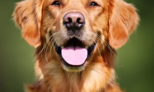 Keep dog from becoming pupsicle in the cold