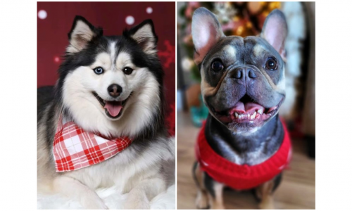 Meet Queen Adonika and King Mac, top dogs of the St. Paul Winter Carnival and Doggie Depot