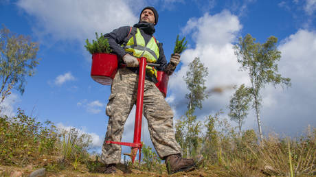 More forests planted than cut down in Russia – industry boss