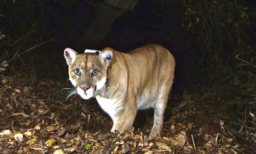 River Grove schoolchildren kept inside after possible mountain lion sighting