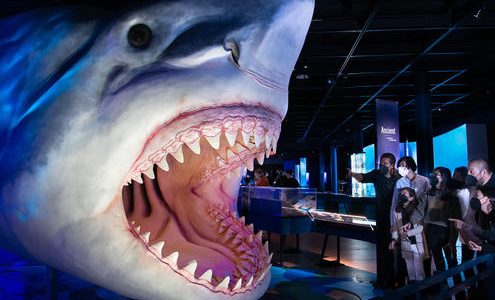 How massive was the Megalodon shark? The Meg was not like a gigantic great white shark, study finds