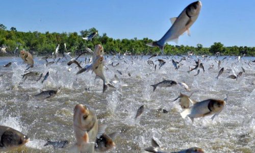 Minnesota DNR doubles down on invasive carp battle