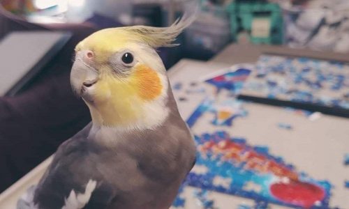 A cockatiel is the first pet featured in 2024 in the Morning Report