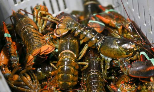 Massachusetts lobstermen drop lawsuit against California aquarium that told people to stop eating lobster