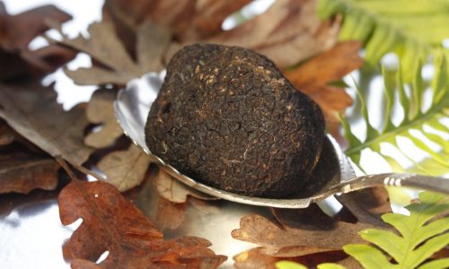 ‘Love at first bite’: Q&A with the American Truffle Company’s Robert Chang