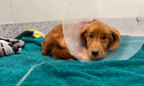 ‘Extremely sweet’ Golden Retriever-mix found emaciated, MSPCA seeking help with identification