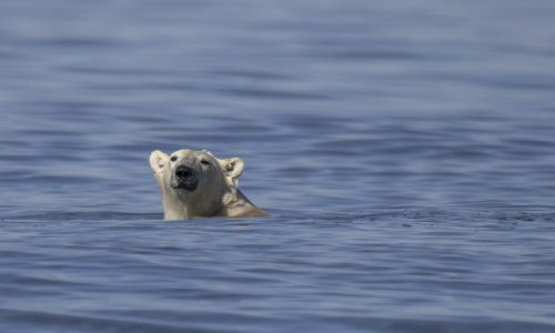 Polar bears hold secret to surviving frigid winters — and we can benefit, study says