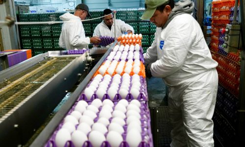 Avian flu scuttles California’s ‘Egg Basket of the World’