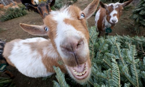 Looking to get rid of your Christmas tree? Bring it to a farm. Goats love to chow down.