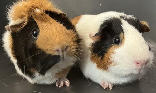 Massachusetts animal welfare organizations waiving adoption fees for guinea pigs this weekend