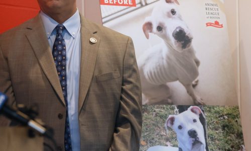 Animal cruelty task force formed in Suffolk County