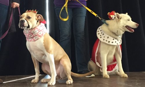 Vote for the canine king and queen of the 2024 St. Paul Winter Carnival in the Doggie Depot contest
