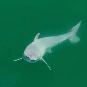 The first-ever newborn great white shark sighting? ‘One of the holy grails of shark science’