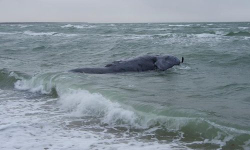 ‘Devastating’: North Atlantic right whale found dead off Massachusetts, rope entangled around its tail