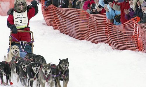 As snow fails to fall on North Shore, organizers cancel John Beargrease Sled Dog Marathon