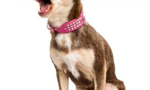 Chihuahua needs to manage heart & liver