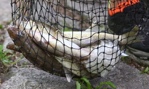 DNR seeks input on drafting new Lake of the Woods management plan