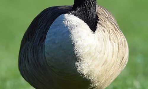 Canada geese are reportedly dropping dead in Massachusetts, birds testing positive for avian influenza