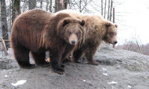 Minnesota Zoo bids farewell to Kenai, a 17-year-old brown bear