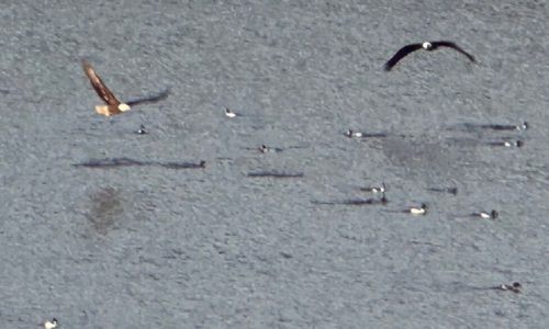 Sunday Bulletin Board: Who was that woman with the white hair and the pink dress?