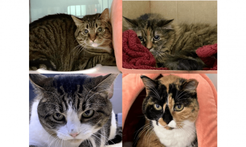 Feline Rescue seeking one home for four cats