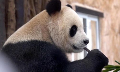 Atlanta is the only place in US to see pandas for now. But dozens of spots abroad have them