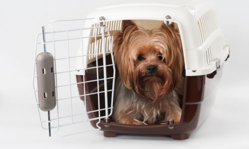 How to travel with your pet responsibly