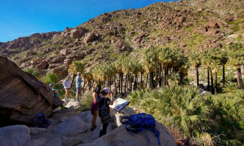 Embrace the desert season with a camping trip to Anza-Borrego this winter