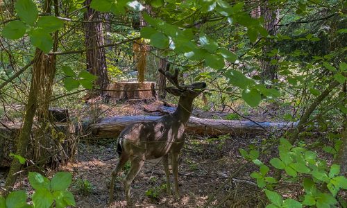 Possibility of wildlife-to-human crossover heightens concern about chronic wasting disease