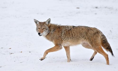 Coyotes in Massachusetts have reportedly attacked dogs during their mating season: Here’s how to prevent conflicts