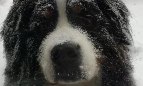 Winter Carnival event will celebrate Bernese Mountain Dogs — and remember a royal one