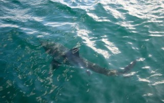 Shark sightings across New England: Where were the great white shark hotspots last year?