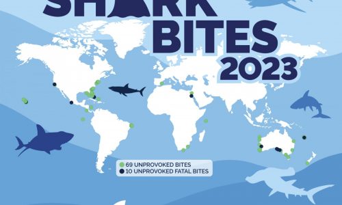 Deadly shark bites have jumped: Where did the most shark bites happen in the US?