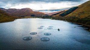 Scottish salmon is named UK’s top food export for 2023