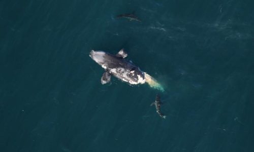 Sharks scavenge carcass of North Atlantic right whale with ties to Cape Cod