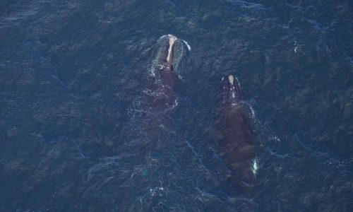 Off Massachusetts coast, dozens of North Atlantic right whales unexpectedly spotted in shipping lanes