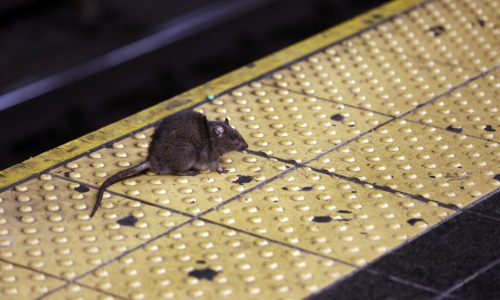 Somerville rat problem: City councilor wants critters to ‘get high and die a happy death’