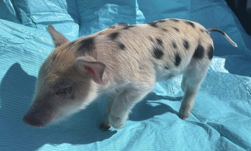 ‘Ozempig’ remains Saints’ mascot despite uproar that name is form of fat-shaming