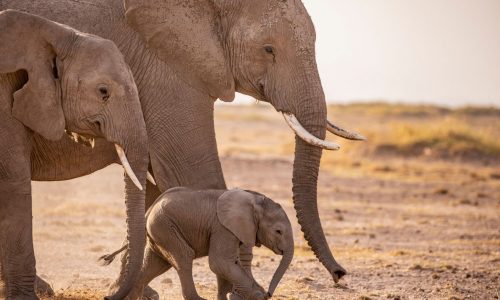 Nature’s matriarchs take center stage in NatGeo’s ‘Queens’