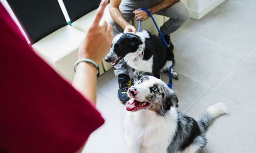 Yes, your dog understands what you’re saying
